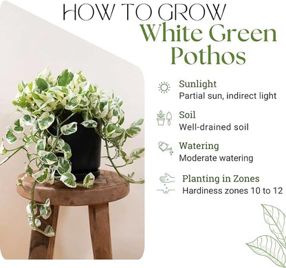 White Green Pothos Plant, Fully Rooted Live Indoor Houseplant, 3 Inc Pot