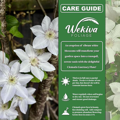Clematis Guernsey Flute - Live Starter Plant in a 2 Inch Growers Pot - Starter Plants Ready for The Garden - Rare Clematis for Collectors