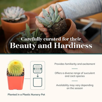 Shop Succulents Premium Live Mini Cactus and Succulent Plants in 2" Pots, Easy Care Indoor or Outdoor Gardening, Terrariums, Favors, & Contemporary Spaces with Hardy, Resilient Varieties, Pack of 20