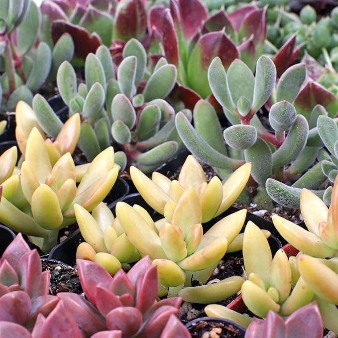 Mountain Crest Gardens Assorted Succulents Bulk Pack - 25 Live Plants in 2 Inch Pots - Real Indoor/Outdoor Succulents for DIY, Gifts, Weddings, and Home Decor
