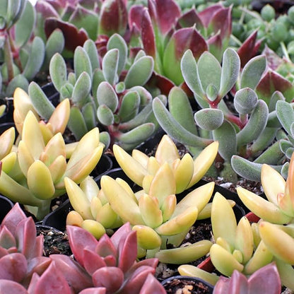 Mountain Crest Gardens Assorted Succulents Bulk Pack - 25 Live Plants in 2 Inch Pots - Real Indoor/Outdoor Succulents for DIY, Gifts, Weddings, and Home Decor