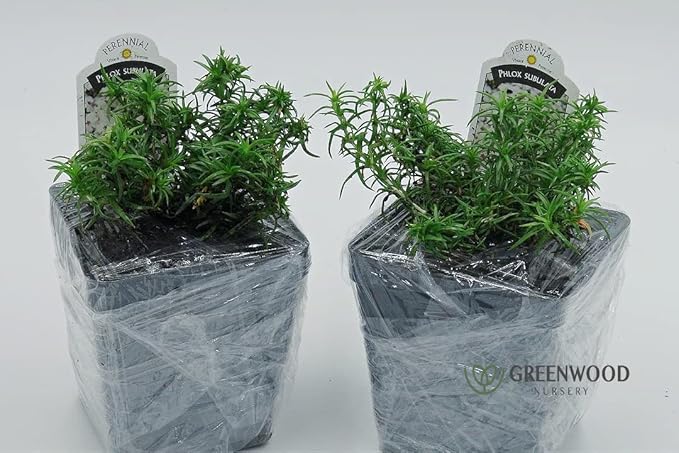 Greenwood Nursery: Live Ground-Cover Plants - Amazing Grace Creeping/Moss Phlox + Subulata - [Qty: 3X Pint Pots] - (Click for Other Available Plants/Quantities)