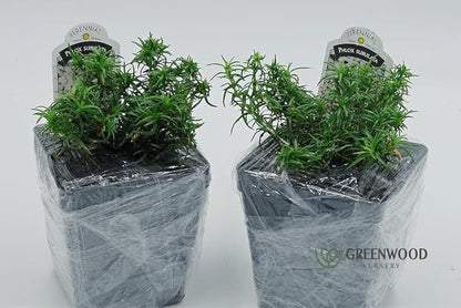 Greenwood Nursery: Live Ground-Cover Plants - Amazing Grace Creeping/Moss Phlox + Subulata - [Qty: 1x Pint Pot] - (Click for Other Available Plants/Quantities)