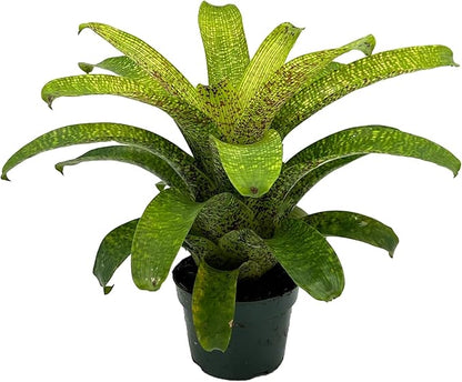 ragnaroc Live Plants – Bromeliad Vrisea Fenestralis, 4-8" 2" Plug - 1ct - Live Arrival Guaranteed - House Plants for Home Decor & Gift