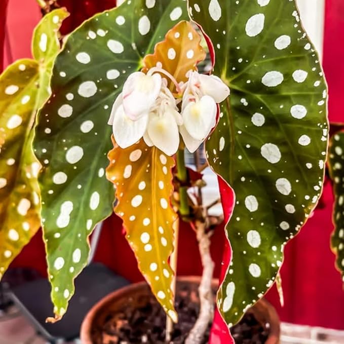 Begonia Plants Live, Rare Begonias Indoor Growing, Hanging Basket, Starter 5 to 9 Inc Tall (Maculata Angel Wing Polka Dot)