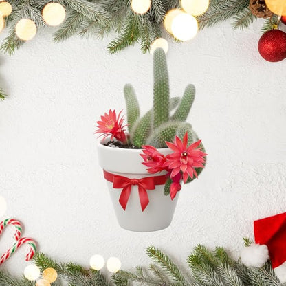 Live Monkey Tail Cactus Plant, Trailing Cactus Succulent, 6-8 Inches Tall, Ready for Growing