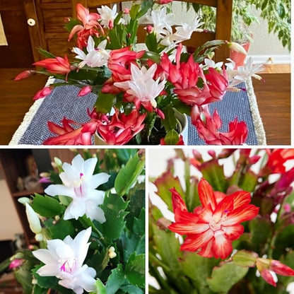 Mix Red and White Christmas Cactus, Holiday Cactus, Live Flowering Succulent Plant, 6 Inch Pot for Indoor or Outdoor Growing