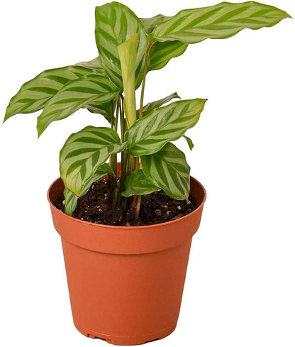 Calathea Coincinna Freddie Live Plant for Indoor | Different Houseplants in 4'' & 6'' Pot | Real House Plant for Living Room, Office, Desk & Bathroom | Peacock Plant | Zebra Plant