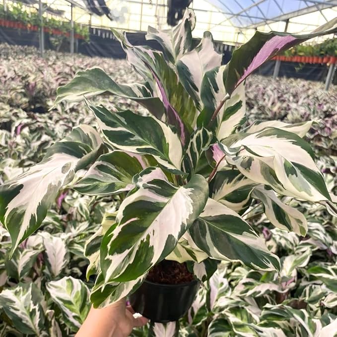 CoollectivePlants Calathea Stella - Live Calathea Plant in 6″ Growers Pot, Easy Indoor House Plants, Pet Friendly Plants Indoor, Low Maintenance Houseplant