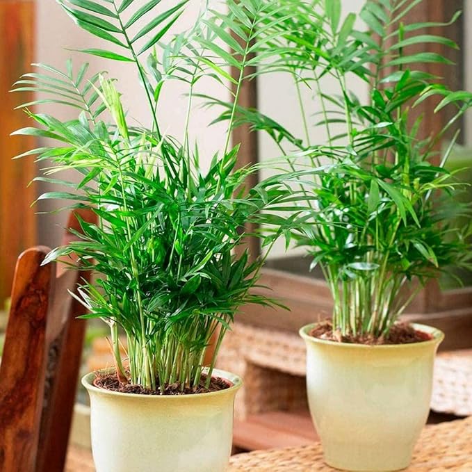 Seeds Parlor Palm Chamaedorea Indoor Perennial Tree