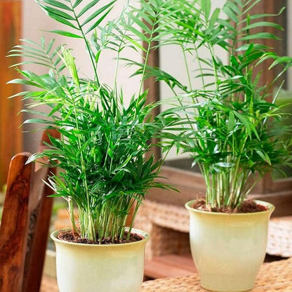Seeds Parlor Palm Chamaedorea Indoor Perennial Tree