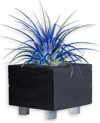 Air Plants - Tillandsia Ionantha - Organically Enhanced Color - Live Arrival Guaranteed - House Plants for Home Decor & Gift (Blue_Bell_1_Pk+Planter)