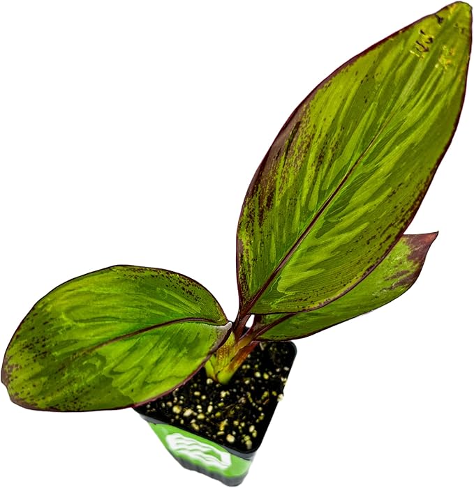 Red Abyssinian Banana Live Plant - Ensete ventricosum maurelii - Wellspring Gardens - Easy to Grow Starter Plants Great for Nature Lovers & Gardeners - Outdoor Planting in Home, Garden, Patio & Yard