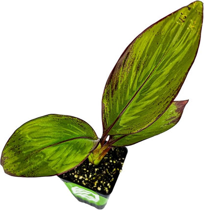 Red Abyssinian Banana Live Plant - Ensete ventricosum maurelii - Wellspring Gardens - Easy to Grow Starter Plants Great for Nature Lovers & Gardeners - Outdoor Planting in Home, Garden, Patio & Yard