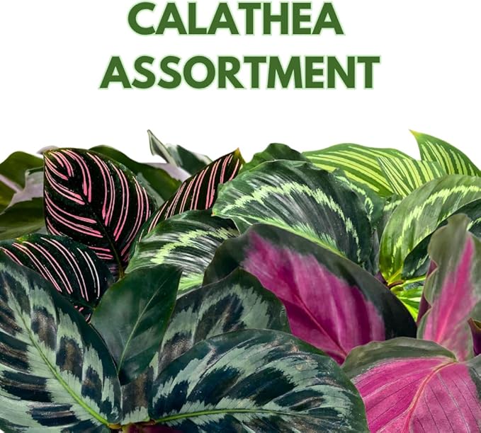 BubbleBlooms Calathea Assortment in 4 inch Pots Set of 3 Prayer Plants