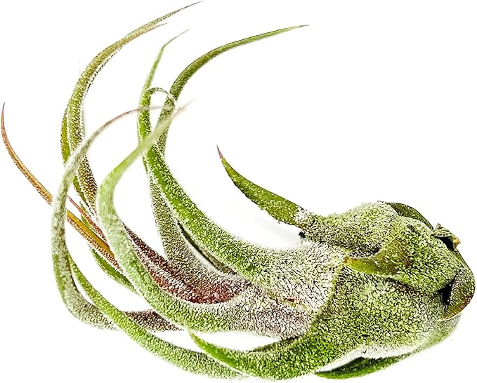 ragnaroc Air Plants - Tillandsia Pruinosa, Large 3-5" - 3ct - Live Arrival Guaranteed - House Plants for Home Decor & Gift