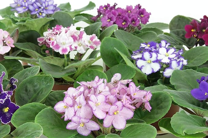 8 African Violet Plants 4'' pots -World's Best Blooming House Plant