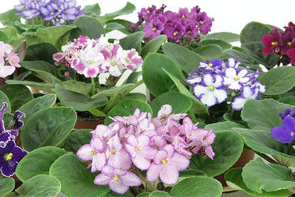 8 African Violet Plants 4'' pots -World's Best Blooming House Plant