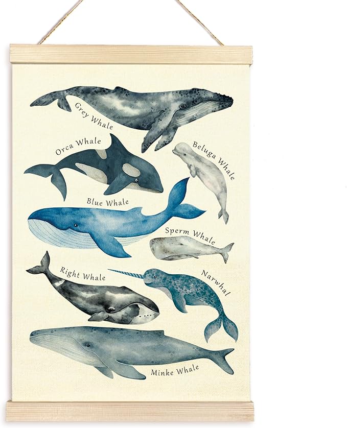 TAEDIN Whales Ocean Animal Chart Poster Hanger Frame, Whales Nautical Wall decor Educational Wooden Canvas Print, Sea Life Beach Wall Decor Painting for Classroom Nursery Bedroom Teen Room 16X24