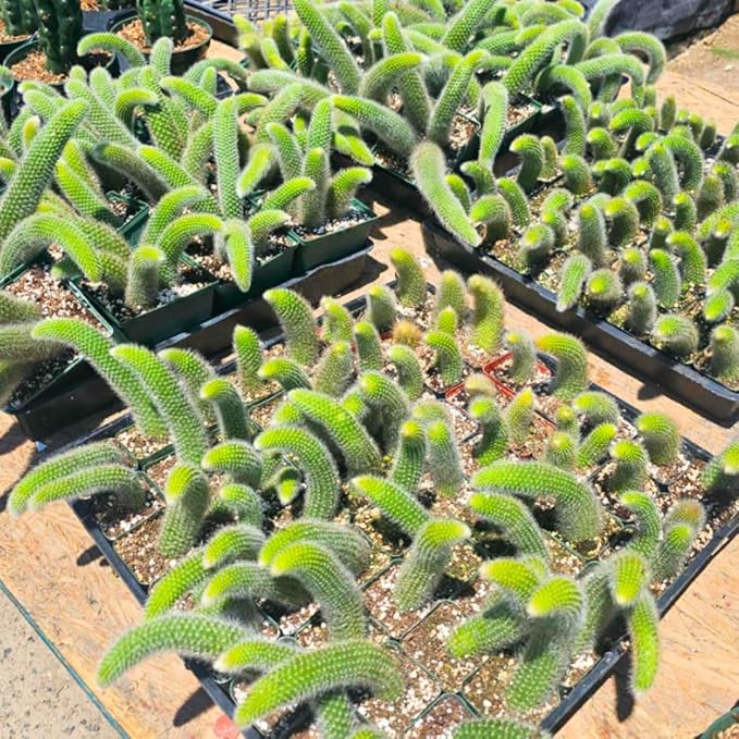 Monkey Tail Plant Live for Planting, Home Decoration Monkeys Tail Cactus in 2 Inches Pot