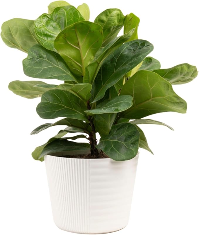 Costa Farms Little Fiddle Leaf Fig Live Plant in Decorative Pot, Indoor Houseplant, Perfect for Home, Room, or Office Decor, Great House Warming or Birthday Gift, 12-18 Inches Tall