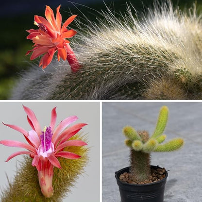 Live Monkey Tail Cactus Plant, Trailing Cactus Succulent, 6-8 Inches Tall, Ready for Growing