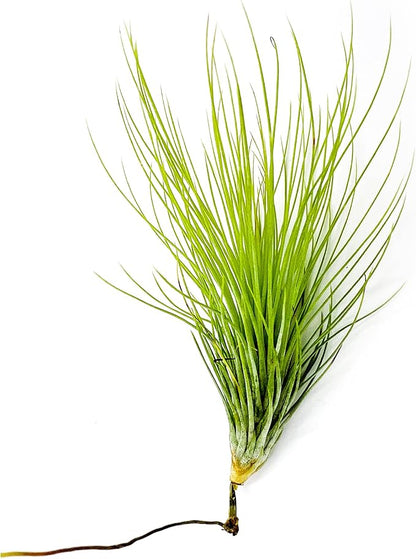 ragnaroc Air Plants - Tillandsia Andreana, Large 4-6" - 1ct - Live Arrival Gauranteed - House Plants for Home Decor & Gift
