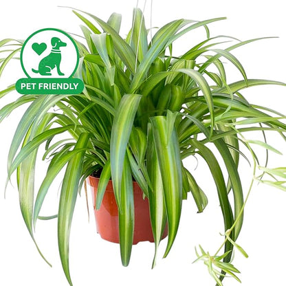 Spider Collection – Bonnie, Reverse & Hawaiian Varieties – Airplane, Pet Friendly Live Indoor Houseplant (4" Spider Plant Hawaiian)