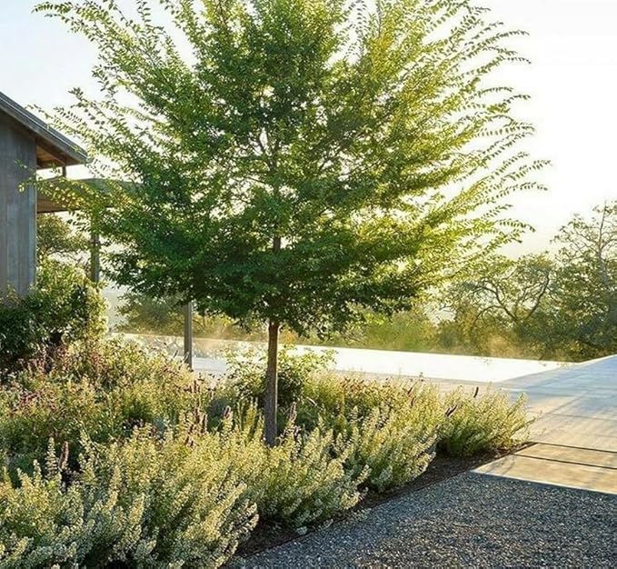 Chinese (Lacebark) Elm Tree - 10-16" Tall Live Plant - Quart Pot - Fast Growing Bonsai Tree - Ulmus parvifolia