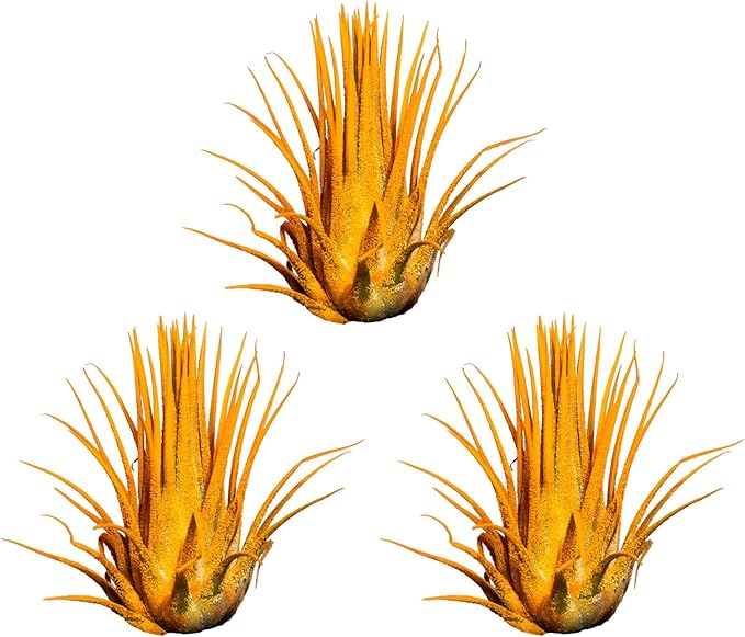 Air Plants - Tillandsia Ionantha - Organically Enhanced Color - Live Arrival Guaranteed - House Plants for Home Decor & Gift (3pk Marigold Tan Singles)