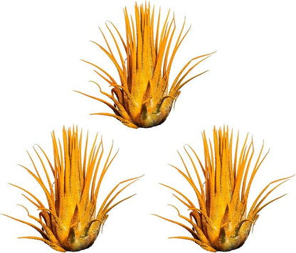 Air Plants - Tillandsia Ionantha - Organically Enhanced Color - Live Arrival Guaranteed - House Plants for Home Decor & Gift (3pk Marigold Tan Singles)