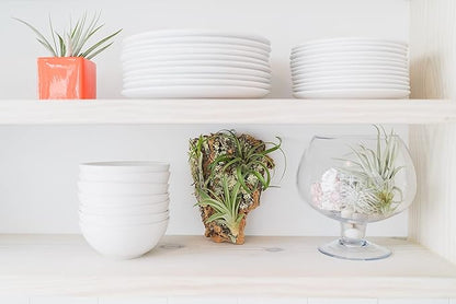 Medium Natural Cork Bark DIY Kit with Mini Xerographica Air Plants, Glue and Hook - Live Tillandsia Succulent House Plant - Wholesale and Bulk - Home and Garden Decor - Easy Care Indoor Outdoor Plants