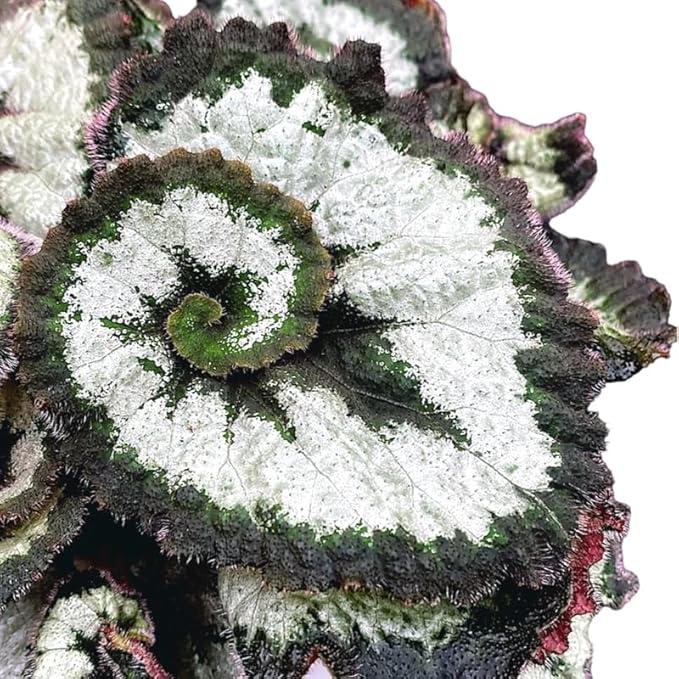 2 Begonia Live Plants Outdoor, Angel Wing Begonia Maculata Plants Live, 5-9" Tall, Ornamental Foliage Houseplant for Home or Office (Silver Green)