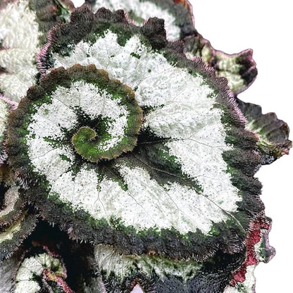2 Begonia Live Plants Outdoor, Angel Wing Begonia Maculata Plants Live, 5-9" Tall, Ornamental Foliage Houseplant for Home or Office (Silver Green)