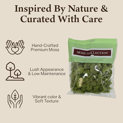 Quality Growers - Preserved Reindeer Moss - Moss for Crafts, Home Decor, Art, Design & DIY Projects - Non-Toxic - USA Made (Spring Green, Medium, 2-Pack)