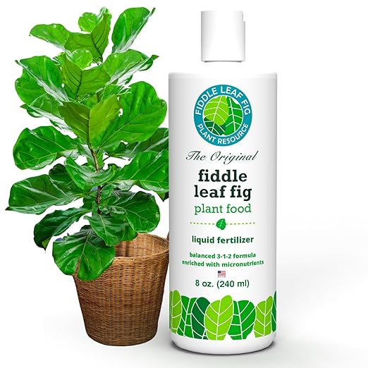 Fiddle Leaf Fig Essentials Bundle