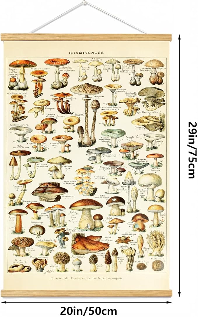 Vintage Flowers Poster Hanger Frame, Plant Floral Reference Chart Wall Decor Cottagecore Room Decor Aesthetic, Retro Style Wall Decor Art Painting Prints. (mushroom A, 29L x 20W)