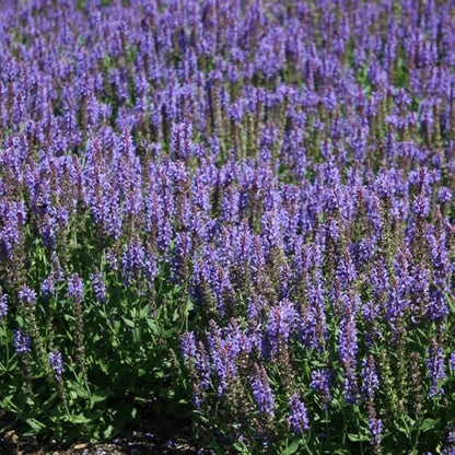 2 Vibrant Sage Salvia Live Plants, Fragrant Perennial Sage Plants Live for Spring Planting, Summer Planting, 5 to 10 Inches in Tall, (Black-Blue)