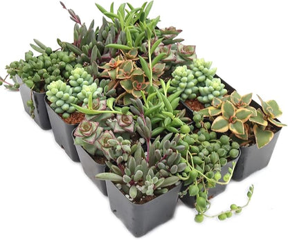 Mountain Crest Gardens Trailing & Strings Succulent Pack - 12 Live Plants in 2 Inch Pots - Real Succulents for Hanging Planters, Home Decor, and DIY Arrangements