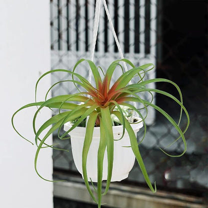 Agusbagli Succulents Plants Artificial, Large Fake Succulents Unpotted Flowers Pineapple Grass Greenery Plants for Home Outdoor Wedding Floral Arrangement Green