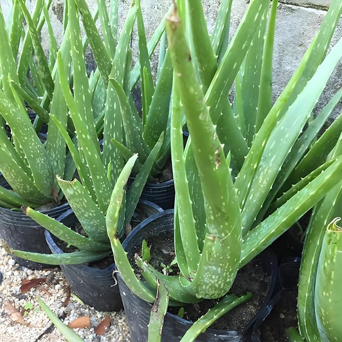 Live Aloe Plant for Planting | Aloe Vera Chinensis Plant in Size 2 Inch Pot | Suitable for Home Garden, Office, and Outdoor Beds | Fully Rooted Houseplant for Indoor Décor, Easy Care & Gift Giving