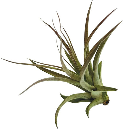 ragnaroc Air Plants - Tillandsia Brachycaulos Multiflora, Jumbo 5-7" - 5 ct - Live Arrival Guaranteed - House Plants for Home Decor & Gift