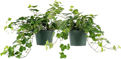 American Plant Exchange English Ivy – Live 6-Inch 2-Pack, Fast-Growing Air-Purifying Vine, Easy-Care Indoor & Outdoor Houseplant for Hanging Baskets, Walls & Home or Office Décor