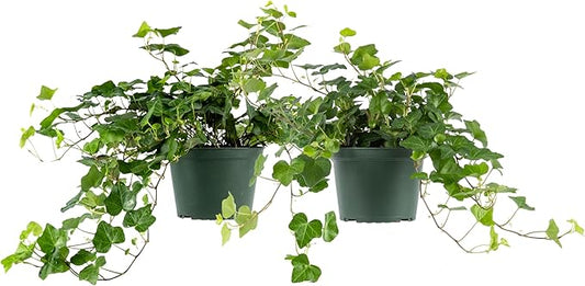 American Plant Exchange English Ivy – Live 6-Inch 2-Pack, Fast-Growing Air-Purifying Vine, Easy-Care Indoor & Outdoor Houseplant for Hanging Baskets, Walls & Home or Office Décor