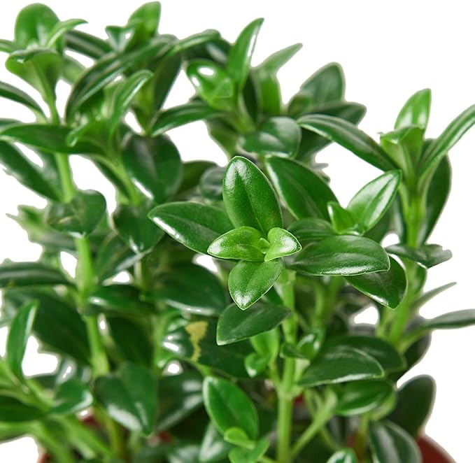 Nemetanthus Candy Corn | Brazilian Firecracker Live Plant for Indoor | Different Houseplants in 4'' & 6'' Pot | Real House Plant for Living Room, Office, Desk & Bathroom
