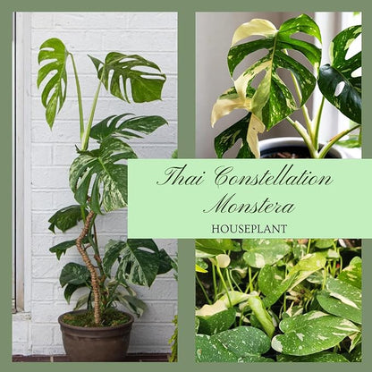 Constellation Monstera Plant, Rare Variegated Monstera Live Plant, Philodendron Houseplant for Indoor Growing, 4 to 6 Inc Tall