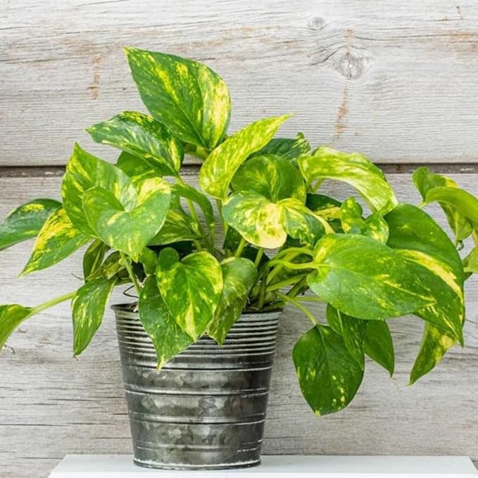 Live Pothos Plant, Pothos Live Plant from 5 to 7 Inc Tall, Houseplant Plant Gardening, 4 Inc Pot (Golden)