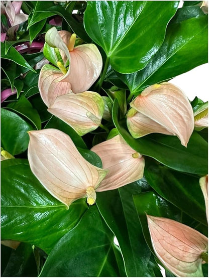 Pink Matata Anthurium (12"-14" Tall) Unique and Gorgeous Live Indoor Plant, Easy Care and Easy to Grow, Bloom Plant, 4 inch Pot (Jolie Peach)