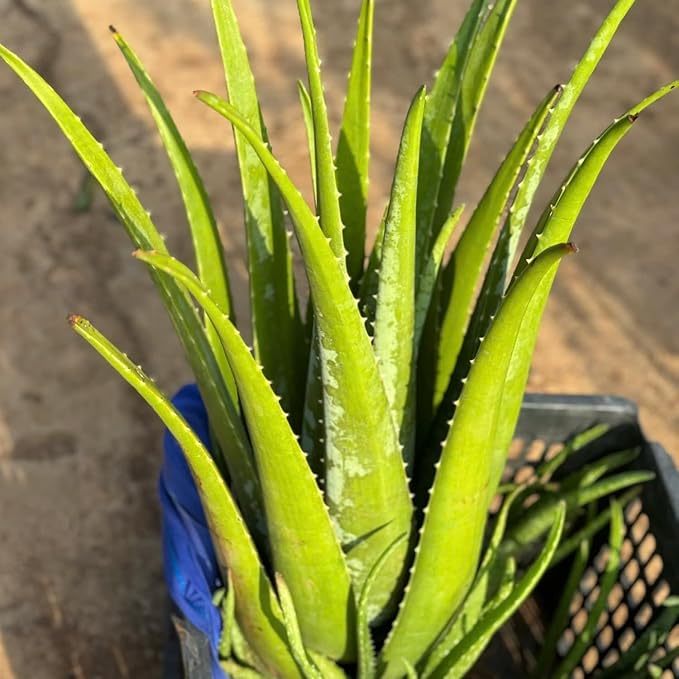 Live Aloe Vera Plant Succulent Trees | Aloe Vera Chinensis in Size 4 Inch Pot | Suitable for Indoor or Outdoor Garden | Easy-Growing Aloe Vera Pen Plant Ideal for Home Décor