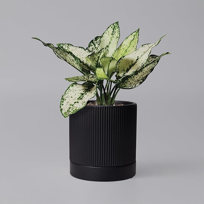 6 Inch Ceramic Plant Pot with Drainage & Saucer - Indoor Planter for Succulents, Cacti & Aloe Vera - Striped Design, High-Temp Fired Clay, Lightweight Modern Decor